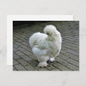 チキンホワイトシルキー写真 ポストカード (正面/裏面)