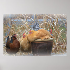 チキンポスター ポスター