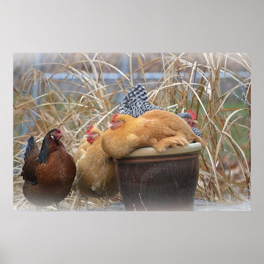 チキンポスター ポスター (正面)