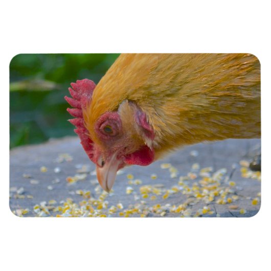 チキンマグネット マグネット (横)