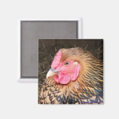 チキンマグネット#2ゴールデンレースワインドット マグネット (正面/裏面)