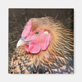 チキンマグネット#2ゴールデンレースワインドット マグネット