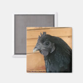 チキンマグネット#3サザンランブラー マグネット (正面/裏面)