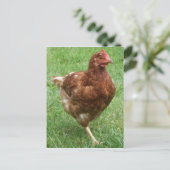 チキン葉書 ポストカード (スタンド正面)