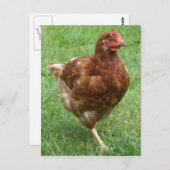 チキン葉書 ポストカード (正面/裏面)