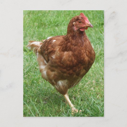 チキン葉書 ポストカード (正面)