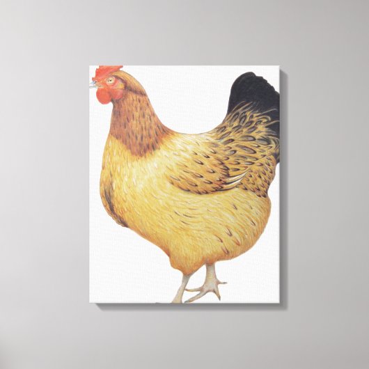 チキン2012 キャンバスプリント (正面)