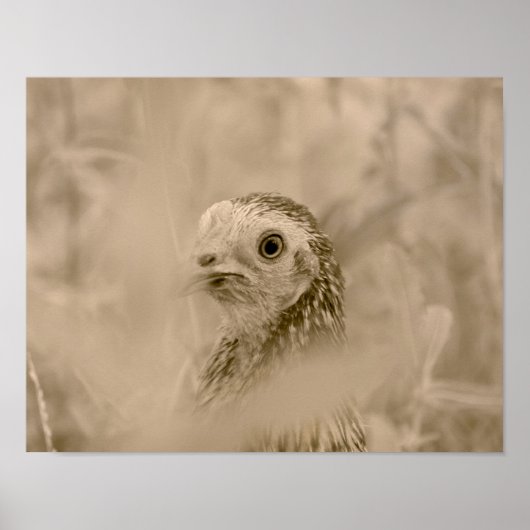 チキン ポスター (正面)