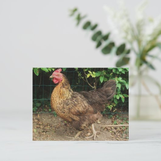 チキン ポストカード (スタンド正面)