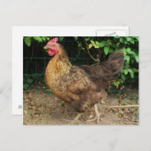 チキン ポストカード (正面/裏面)