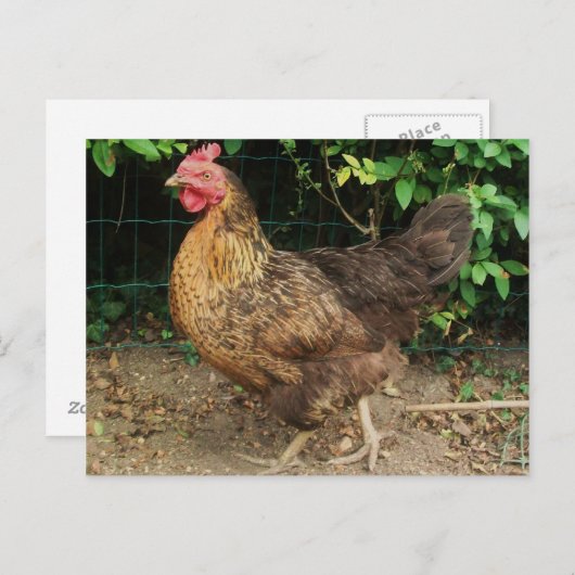 チキン ポストカード (正面/裏面)