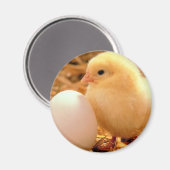 チキン マグネット (正面/裏面)