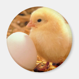 チキン マグネット