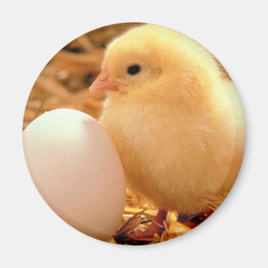 チキン マグネット (正面)