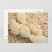 チク ポストカード (正面/裏面)