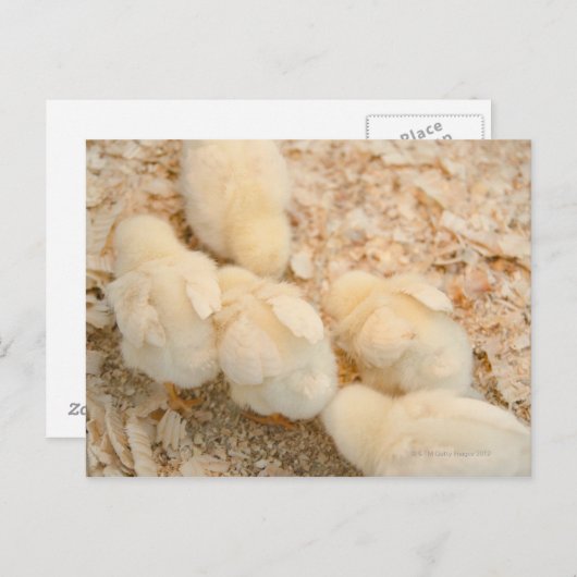 チク ポストカード (正面/裏面)