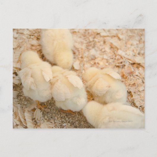 チク ポストカード (正面)