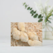 チク ポストカード (スタンド正面)