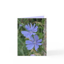 チコリの花のカード