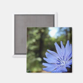 チコリウム磁石 マグネット (正面/裏面)