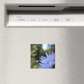 チコリウム磁石 マグネット (インサイチュ (食洗機))