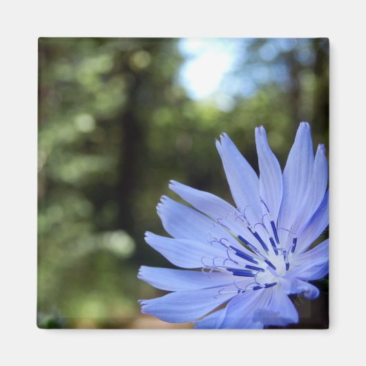 チコリウム磁石 マグネット (正面)