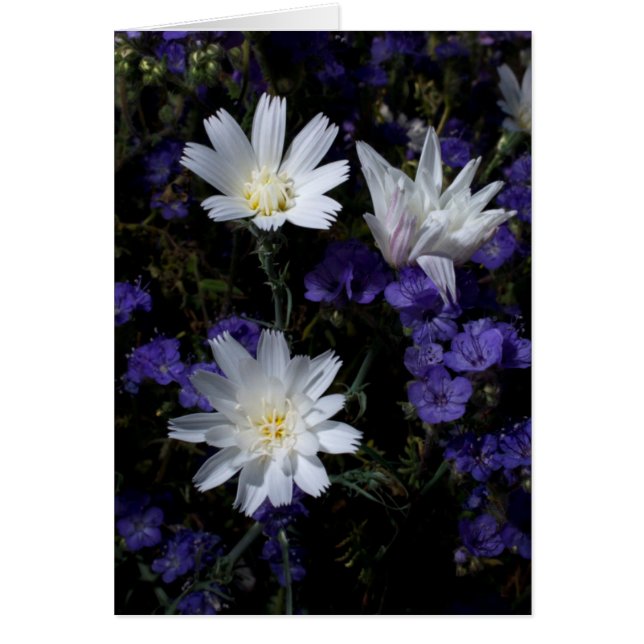 チコリーとファセリアの野草 (正面)