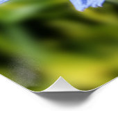 チコリーの花 ポスター (コーナー)