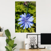チコリーの花 ポスター (ホームオフィス)