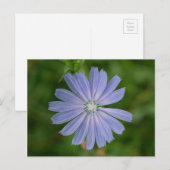 チコリーブルーワイルドフラワーフローラはがき ポストカード (正面/裏面)