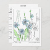 チコリーマテリアメディカモノグラフハーブ勉強カード ポストカード (正面/裏面)
