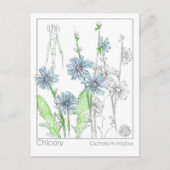 チコリーマテリアメディカモノグラフハーブ勉強カード ポストカード (正面)
