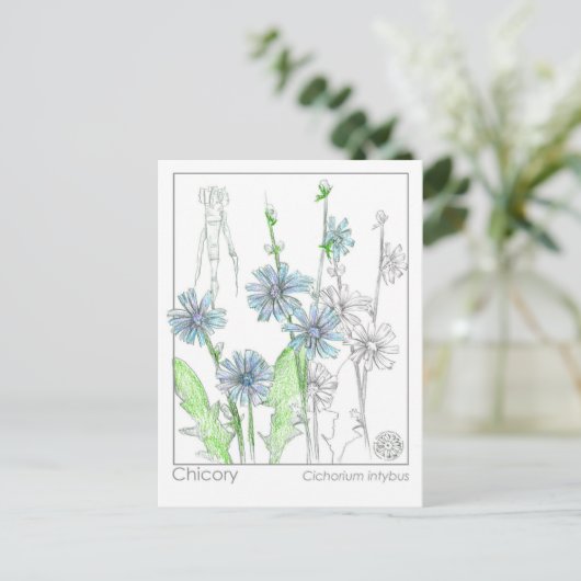 チコリーマテリアメディカモノグラフハーブ勉強カード ポストカード (スタンド正面)