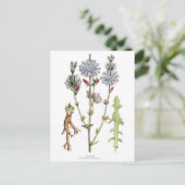 チコリーヴィンテージ植物学 ポストカード (スタンド正面)