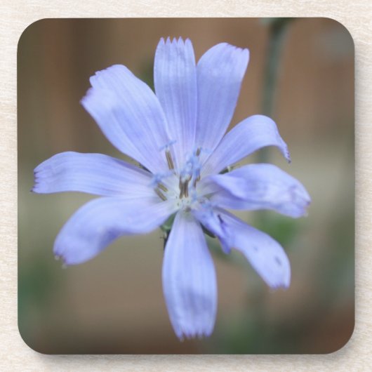 チコリー コースター (正面)