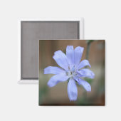 チコリー（チコリウム属） マグネット (正面/裏面)