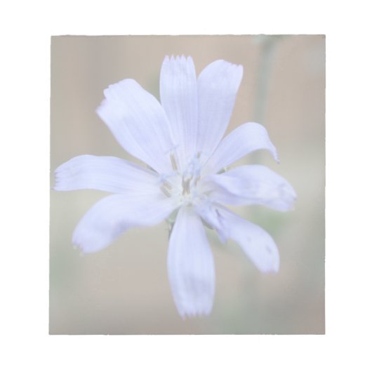 チコリー ノートパッド (正面)