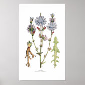 チコリー ポスター (正面)