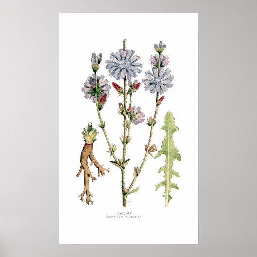 チコリー ポスター (正面)