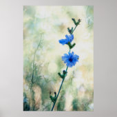 チコリー ポスター (正面)