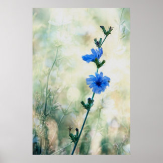 チコリー ポスター