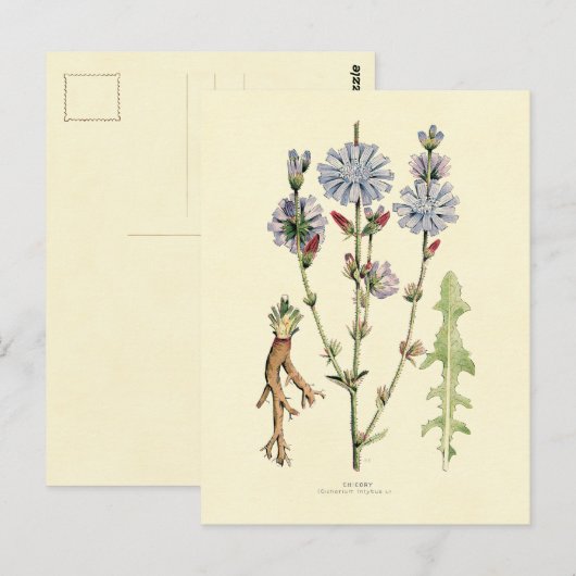 チコリー ポストカード (正面/裏面)