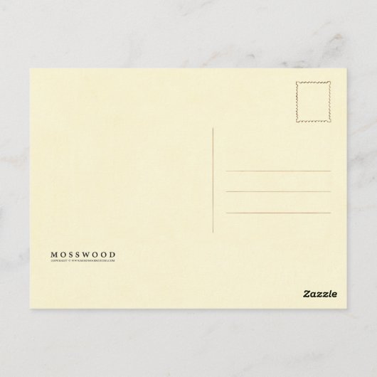 チコリー ポストカード (裏面)