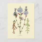 チコリー ポストカード (正面)