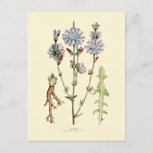 チコリー ポストカード (正面)