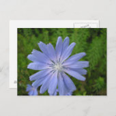 チコレサウバージュ ポストカード (正面/裏面)