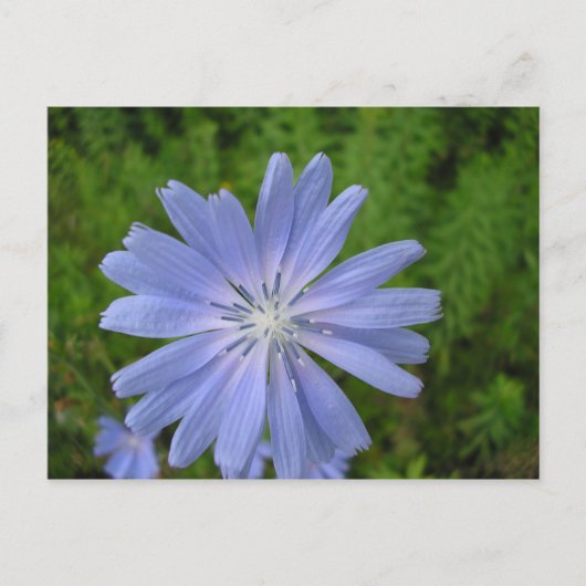 チコレサウバージュ ポストカード (正面)