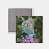 チスル磁石のバタフライコモン青 マグネット (正面/裏面)