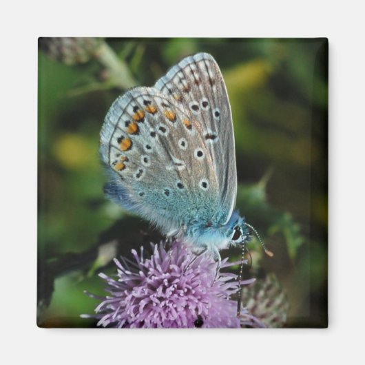 チスル磁石のバタフライコモン青 マグネット (正面)