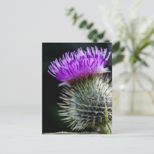 チスル ポストカード (スタンド正面)